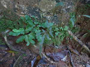 Plants in  Udawatta Kele forest